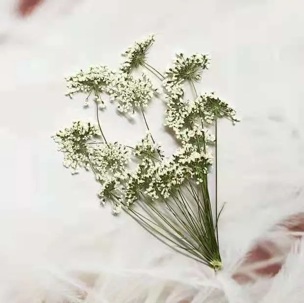 5-7cm/12pcs,Snow Tiny Flowers  - Craft Embellishment 评论和价格