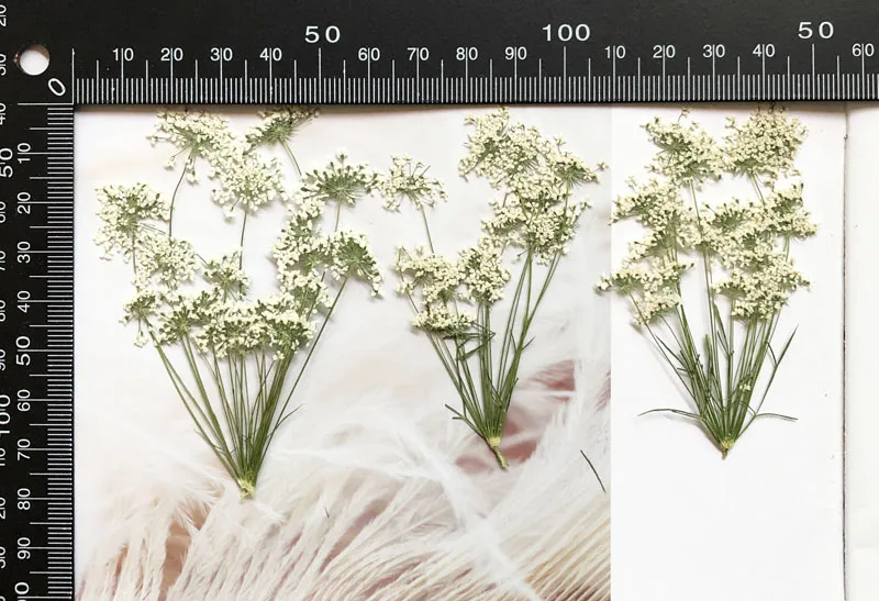 5-7cm/12pcs,Snow Tiny Flowers  - Craft Embellishment 评论和价格